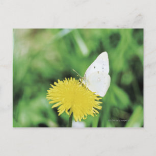Postal Mariposa blanca alimentándose con un diente de leó
