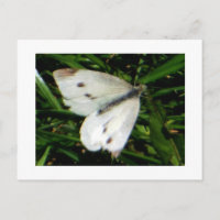 Mariposa blanca de col