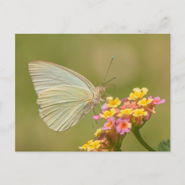 Postal Mariposa blanca en flores rosadas (Anverso)