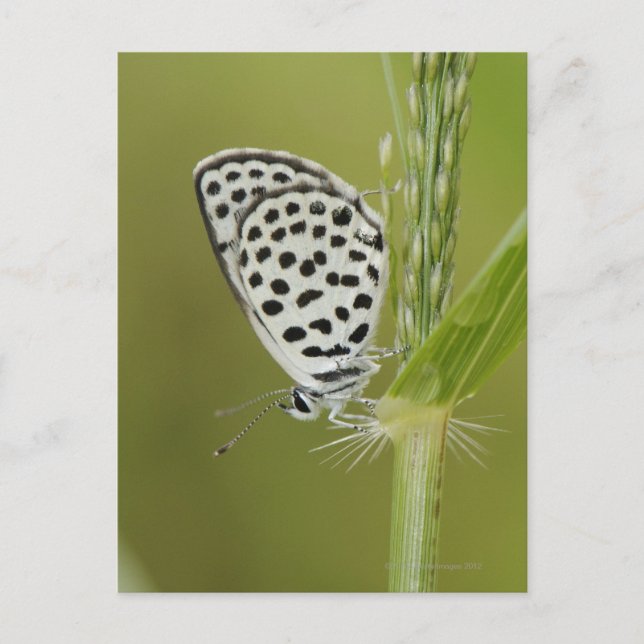 Postal Mariposa blanca localizada en el tallo de la hierb (Anverso)