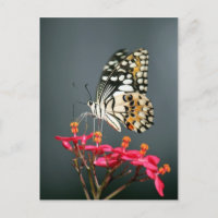 Mariposa blanca negra y amarilla en flores rosas