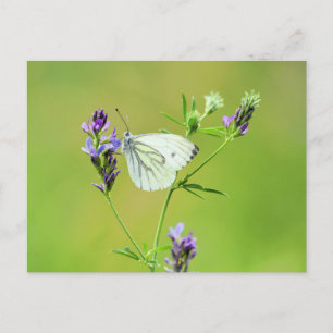 Postal Mariposa Blanca Vena Verde