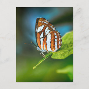 Postal Mariposa blanca y Naranja