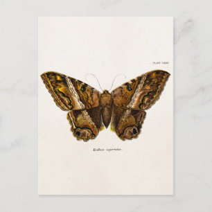 Postal Mariposa borrosa de la plantilla de la polilla de