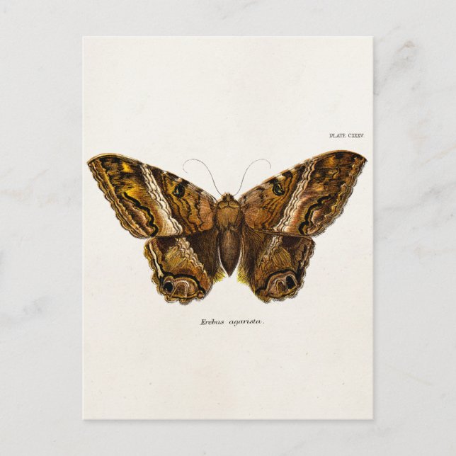 Postal Mariposa borrosa de la plantilla de la polilla de (Anverso)