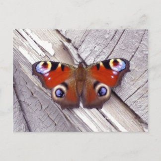 Postal mariposa brillante