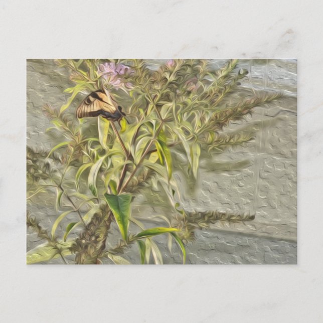 Postal Mariposa Bush 1 (Anverso)