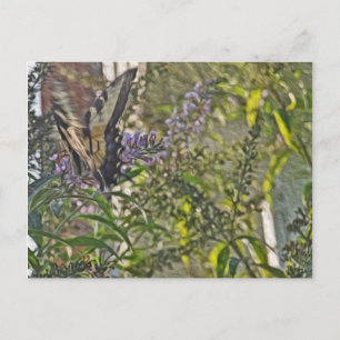 Postal Mariposa Bush 2