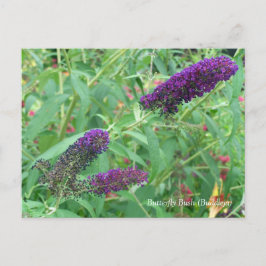 Postal Mariposa Bush Buddleja Davidii Floral