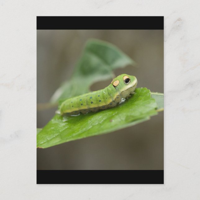 Postal Mariposa Caterpillar Larva (Anverso)