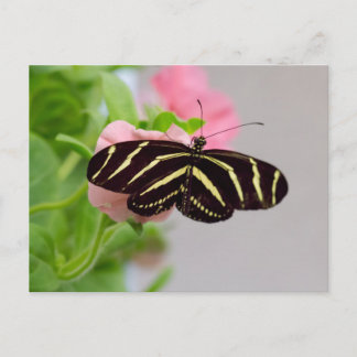 Postal Mariposa cebra