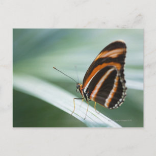 Postal Mariposa cebra Long Wing