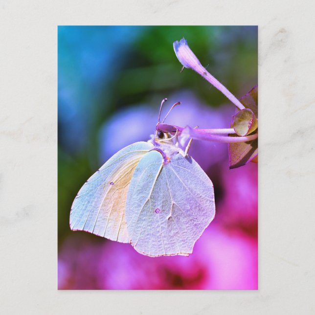 Postal Mariposa Cleopatra alimentándose de una flor (Anverso)