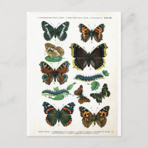 Postal mariposa-clip-art-19