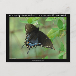 Postal Mariposa cola de golondrina del Parque Nacional Ho