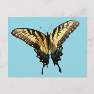 Postal Mariposa Cola de Golondrina III Hermosa Foto Color