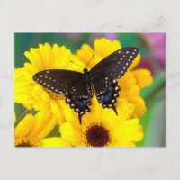 Mariposa cola de golondrina negra