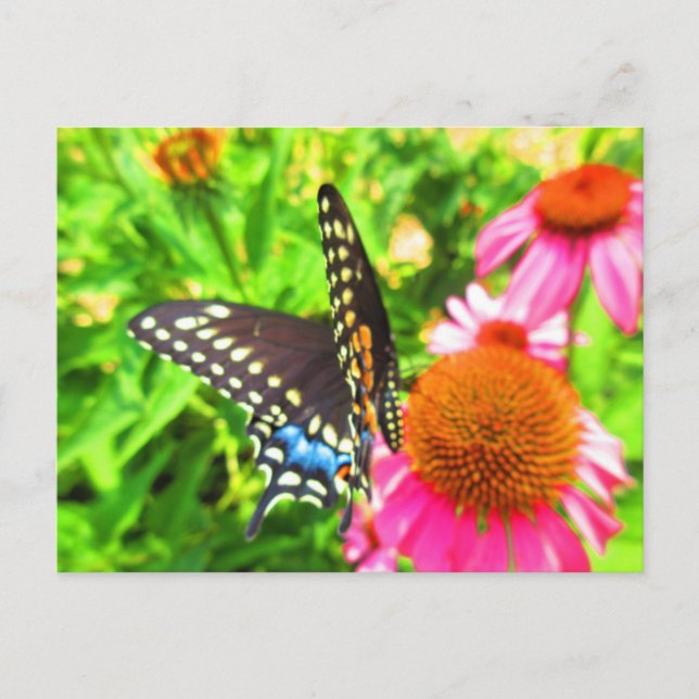 Postal Mariposa cola de golondrina negra con flores de eq (Anverso)