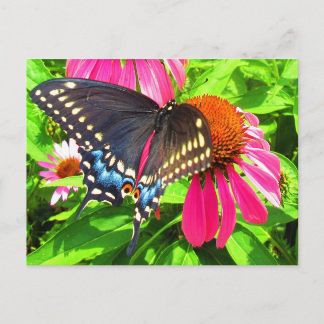 Postal Mariposa cola de golondrina negra con flores de eq (Anverso)