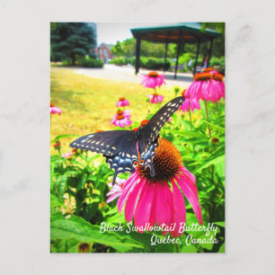 Postal Mariposa cola de golondrina negra con flores de eq