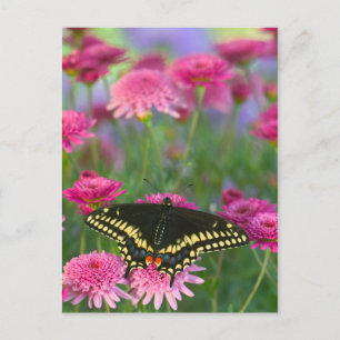 Postal Mariposa cola de golondrina negra sobre flor rosa