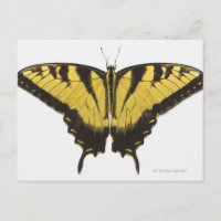 Mariposa cola de golondrina tigre occidental
