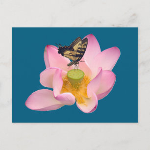 Postal Mariposa cola de golondrina tigre oriental