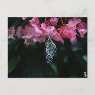 Postal Mariposa colgando de flores
