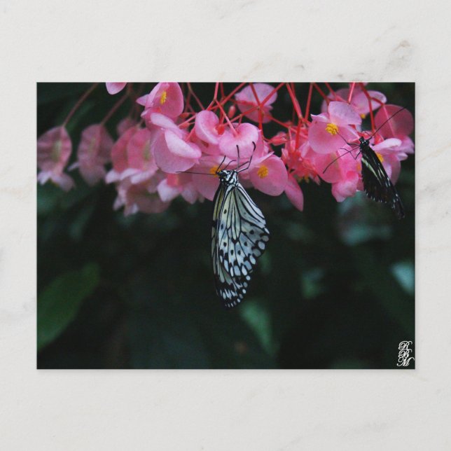 Postal Mariposa colgando de flores (Anverso)
