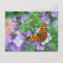 Postal Mariposa Comma