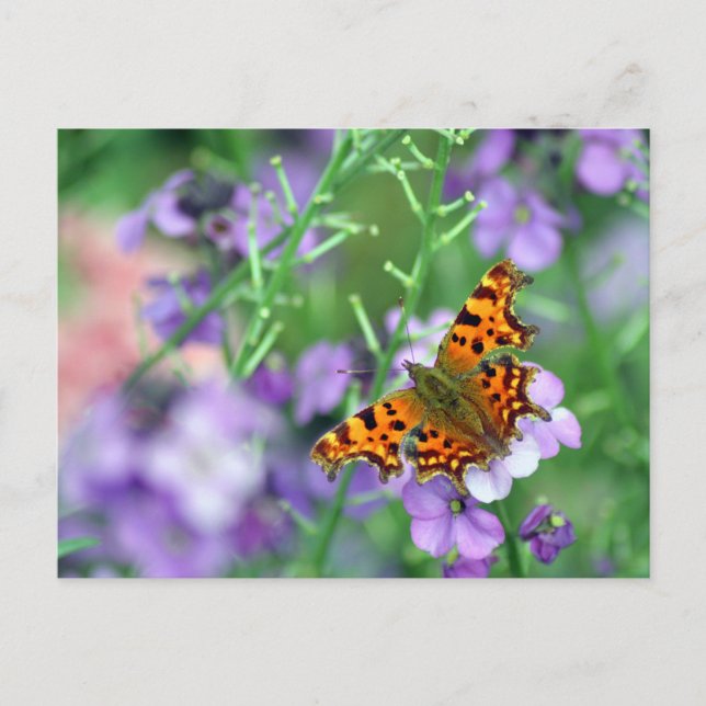 Postal Mariposa Comma (Anverso)