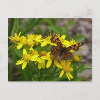 Postal Mariposa Comma en el Parque Nacional Glaciar