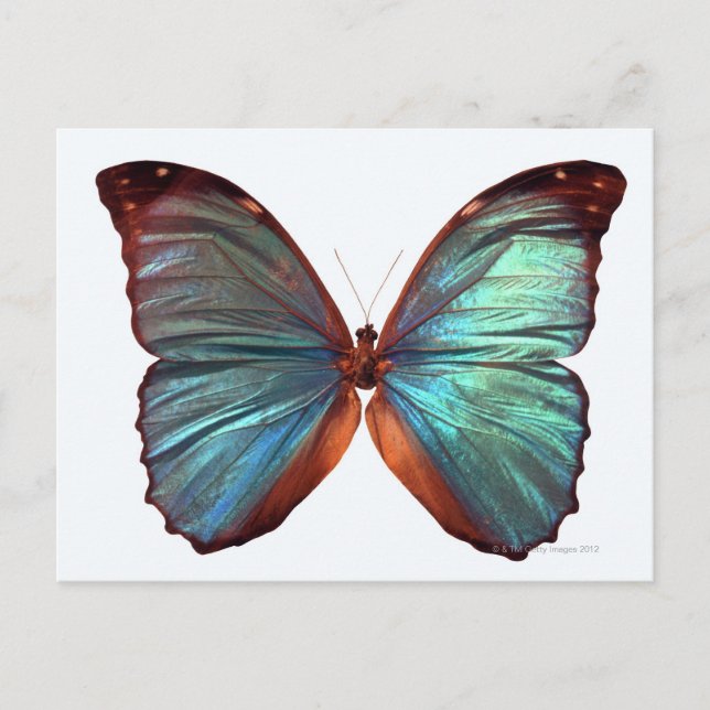Postal Mariposa con alas esparcidas 2 (Anverso)