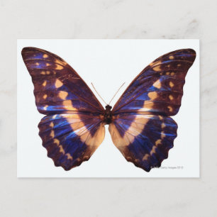 Postal Mariposa con alas esparcidas 3