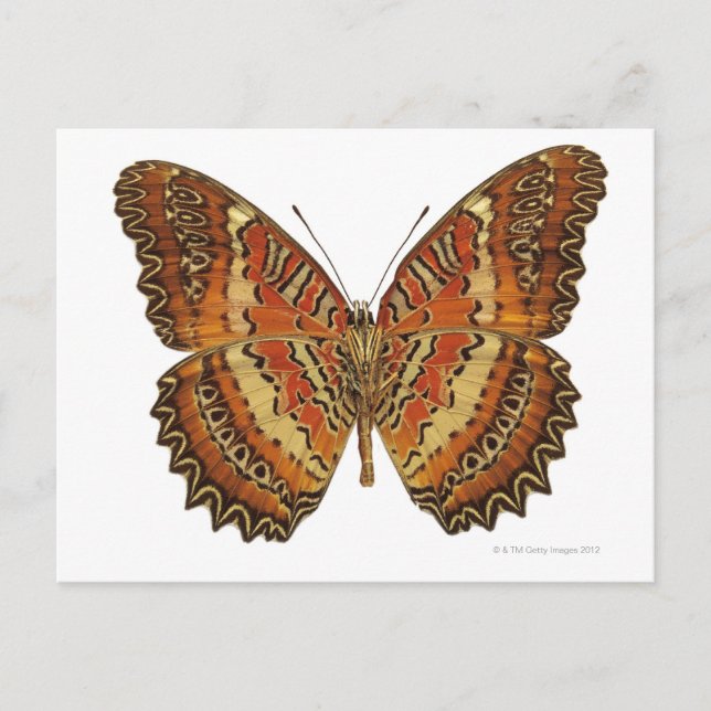 Postal Mariposa con las alas extendidas (Anverso)