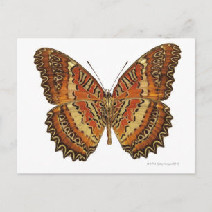 Postal Mariposa con las alas extendidas