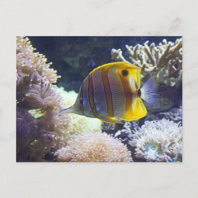 Postal Mariposa Copperband de color amarillo y blanco (Anverso)
