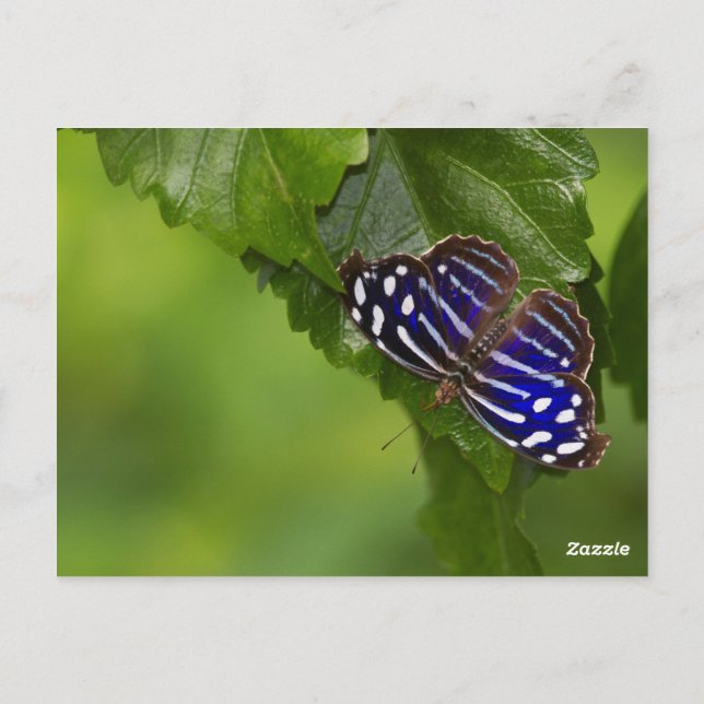 Postal Mariposa de ala azul de México (Reverso)