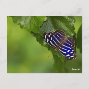 Postal Mariposa de ala azul de México