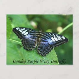Postal Mariposa de ala púrpura en bandas