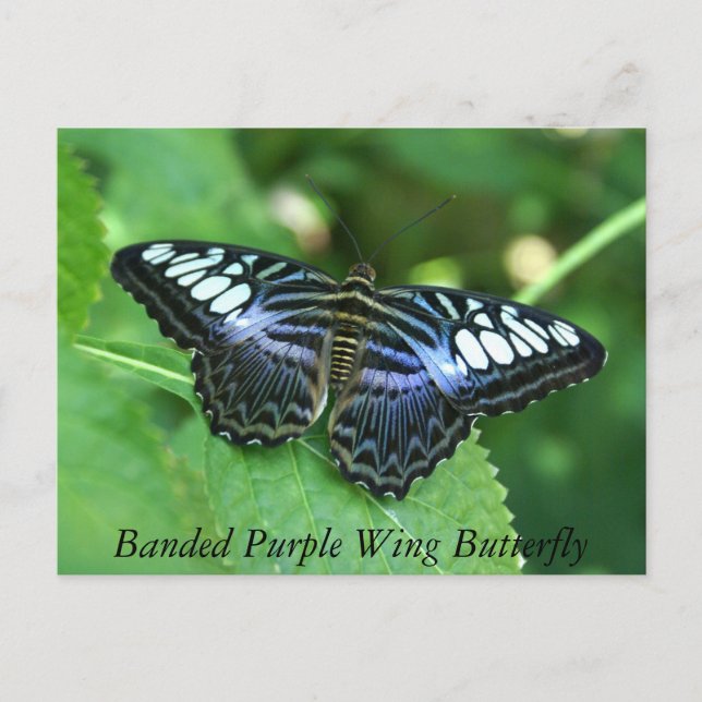 Postal Mariposa de ala púrpura en bandas (Anverso)