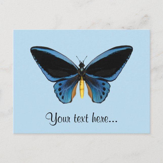 Postal Mariposa de Aves (Anverso)