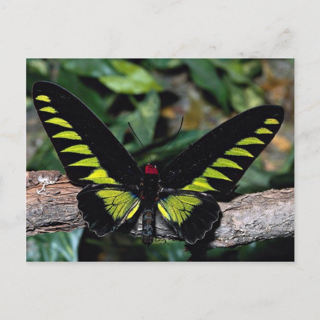 Postal Mariposa de aves, Trogonoptera brookiana, malayos (Anverso)