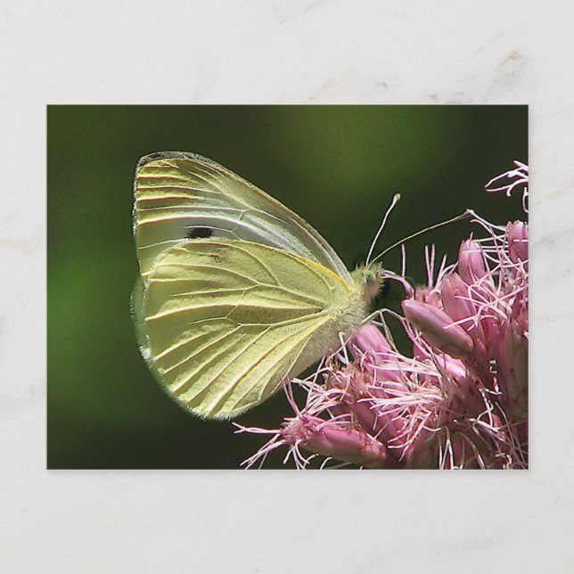 Postal Mariposa de azufre (Anverso)