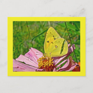 Postal Mariposa de azufre