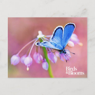 Postal Mariposa de Azure