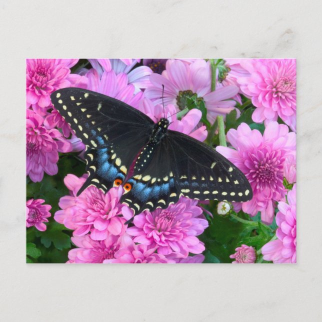 Postal Mariposa de Baltimore de Cuadros (Anverso)