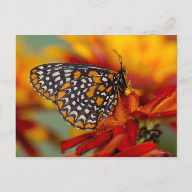 Postal Mariposa de Baltimore de cuadros (Anverso)