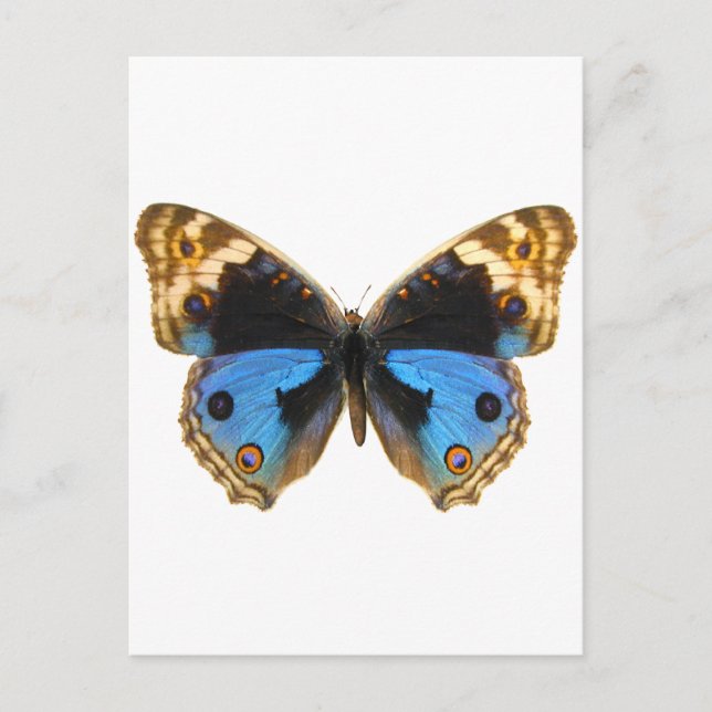 Postal Mariposa de Blue Pansy (Anverso)