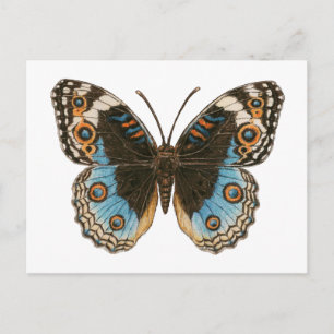 Postal Mariposa de Blue Pansy